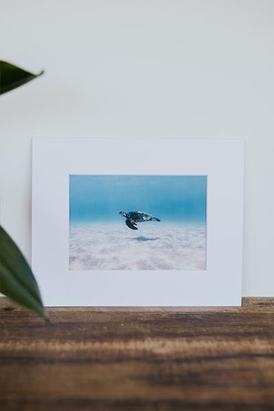 Tara Shay Photo - Honu Matted Print