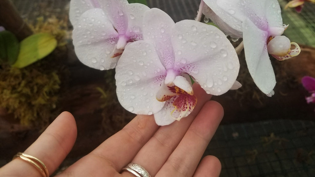 Enter the Home Of The Orchid Whisperer