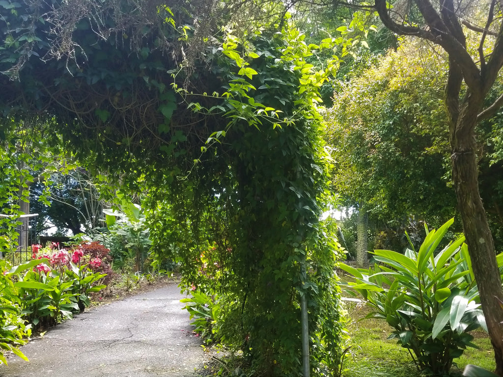 Wander the Enchated Floral Gardens of Kula