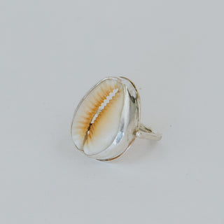 Hawaiian Honey Cowrie Shell