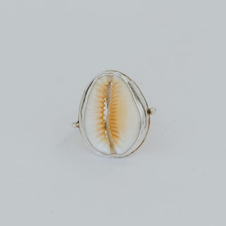 Hawaiian Honey Cowrie Shell