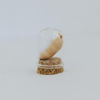 Curiosity Dome Jars