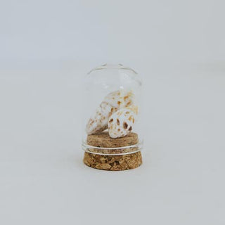 Curiosity Dome Jars