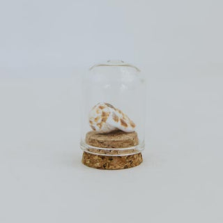 Curiosity Dome Jars