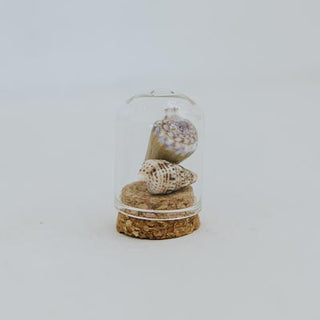 Curiosity Dome Jars