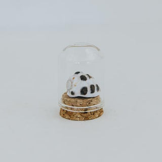 Curiosity Dome Jars