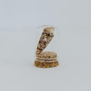 Curiosity Dome Jars