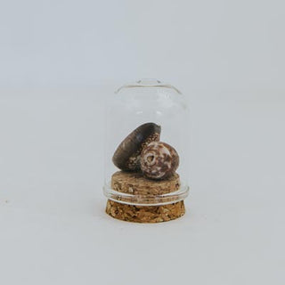 Curiosity Dome Jars