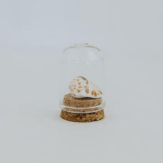 Curiosity Dome Jars