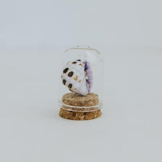 Curiosity Dome Jars