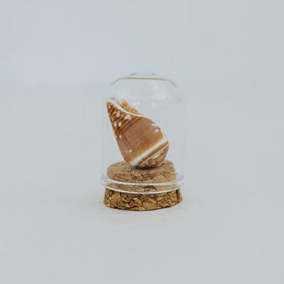 Curiosity Dome Jars