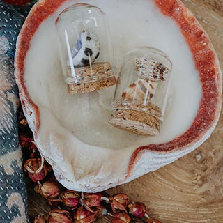 Curiosity Dome Jars