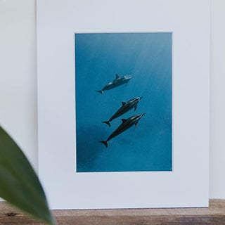 Tara Shay Photo - Dolphins Matted Print
