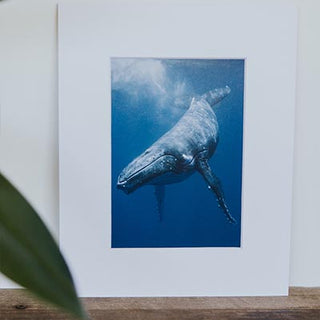 Tara Shay Photo - Whale Approach Matted Print